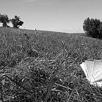 Déjeuner sur l'herbe