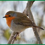 rouge_gorge_800_blog