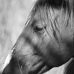 cheval