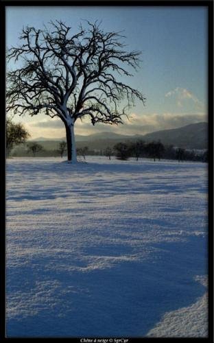 Chêne à neige