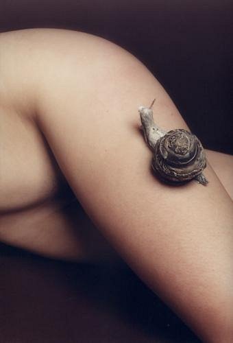 Rêve d'escargot
