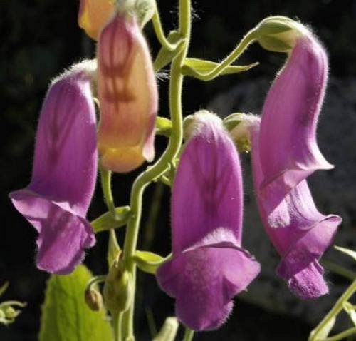 digitalis purpurea