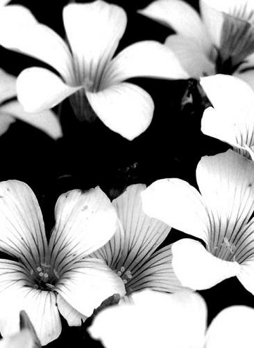 Fleurs