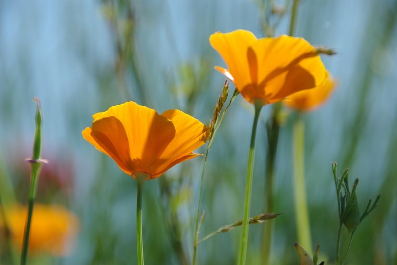 Nature