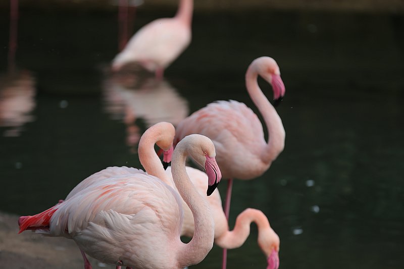 FLAMAND ROSE